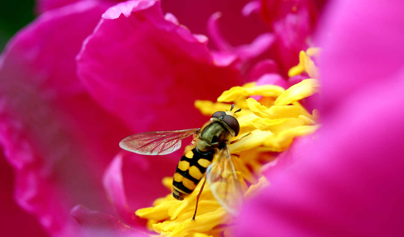 цветы, пчелка, макро, розовый, цветке, лепестки, насекомые