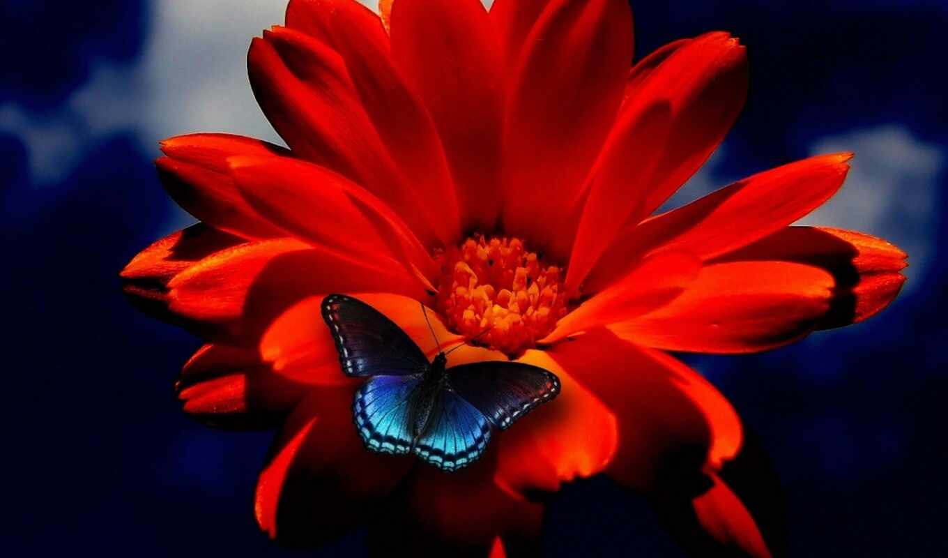 цветы, blue, red, бабочка, flowers, оранжевый