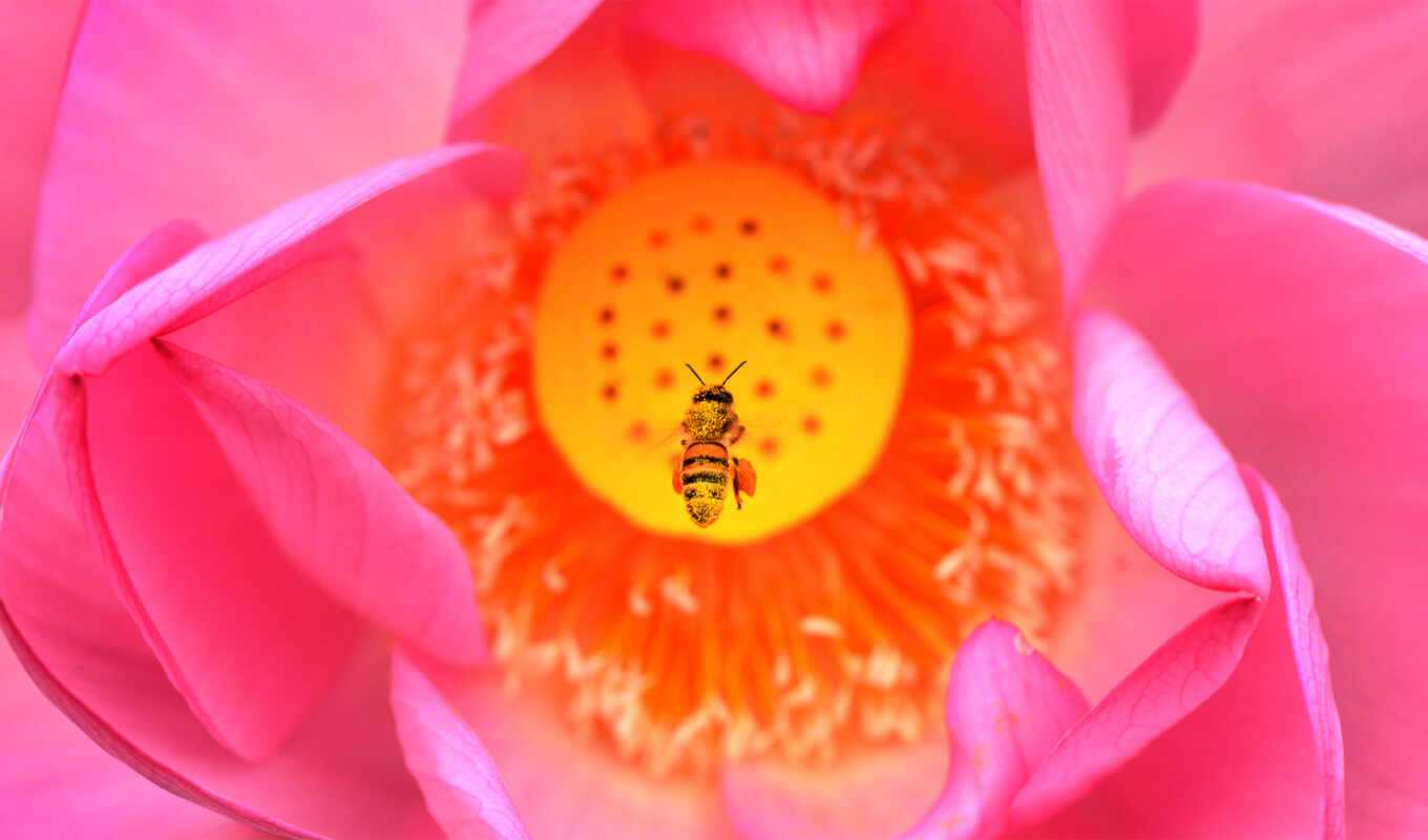 пчелка, день, happy