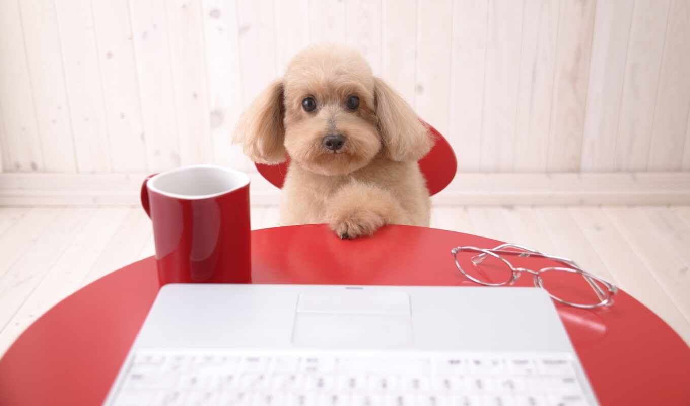 компьютер, ноутбук, собака