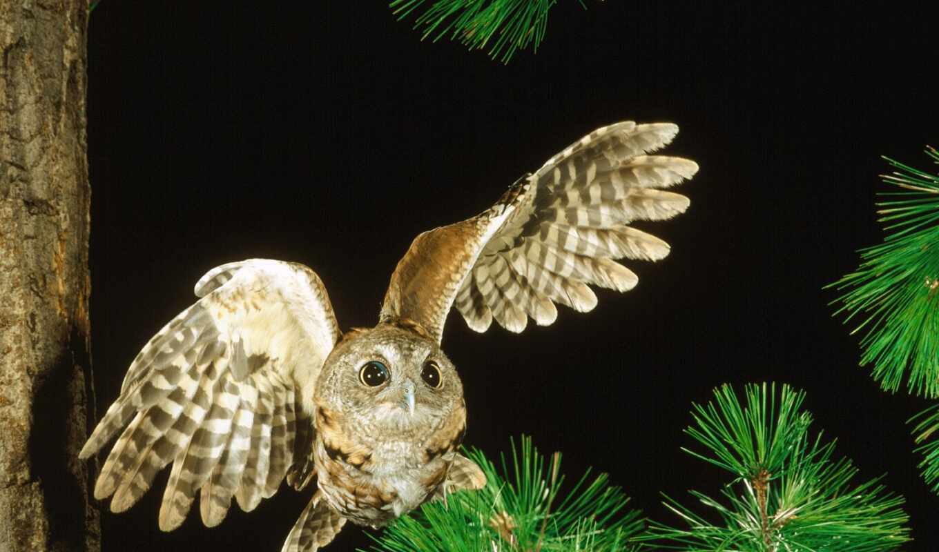 owl, add, of the, flying, birds