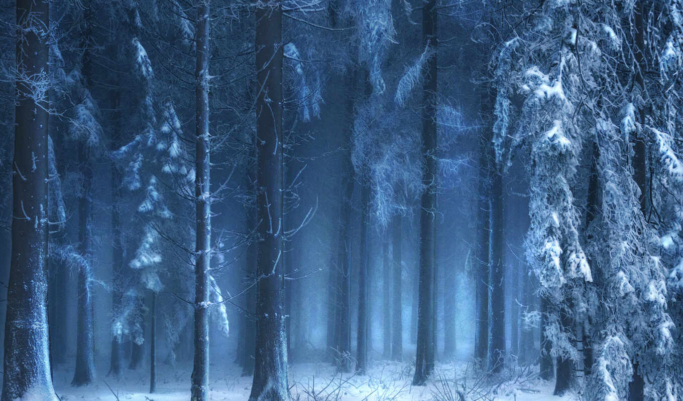 природа, winter, лес, планшетный, туман, дюймов, заставка