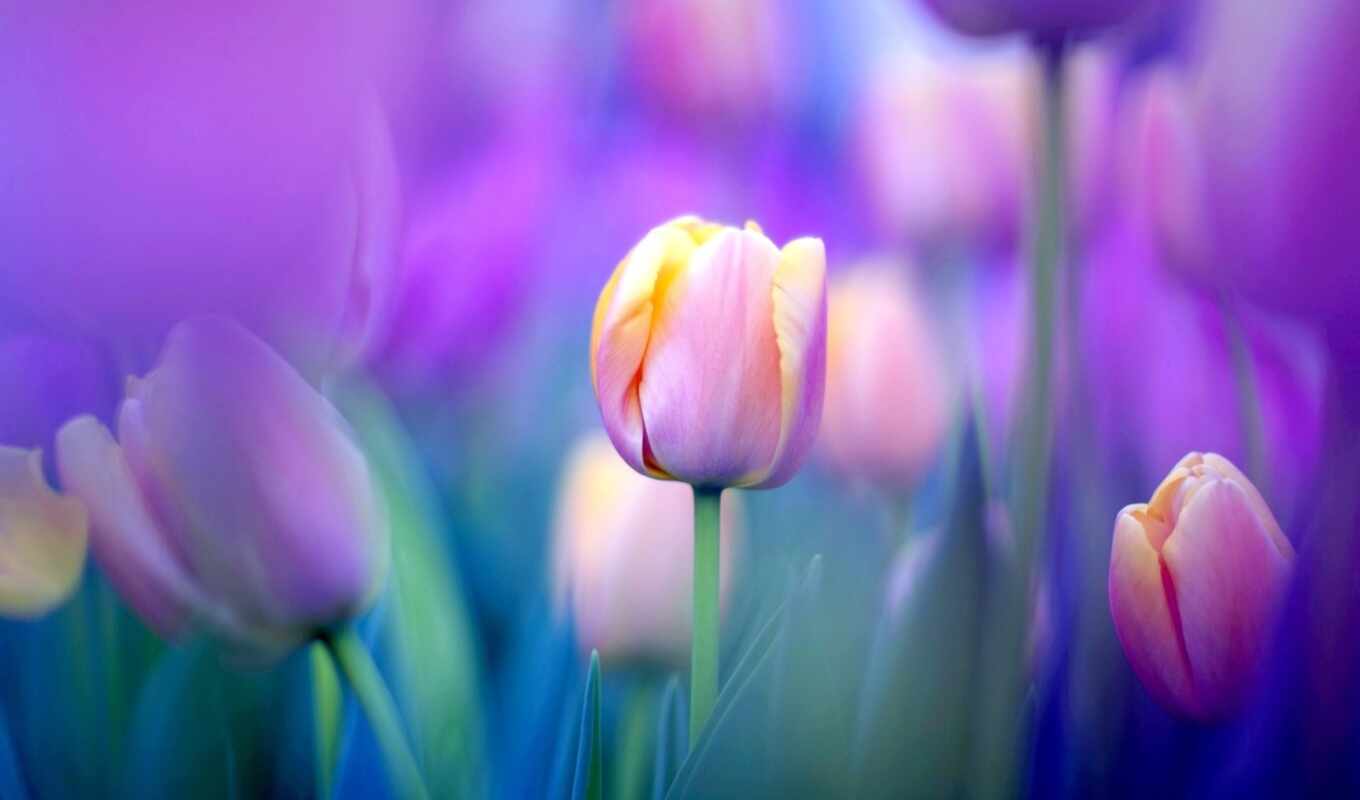 flowers, background, flowers, lilac, tulip