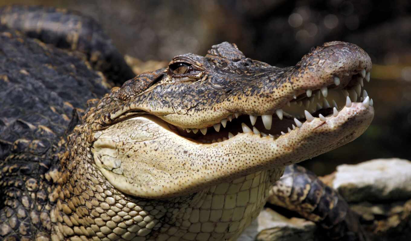 full, крокодил, animal, тварь, dangerous, animales, salvajes