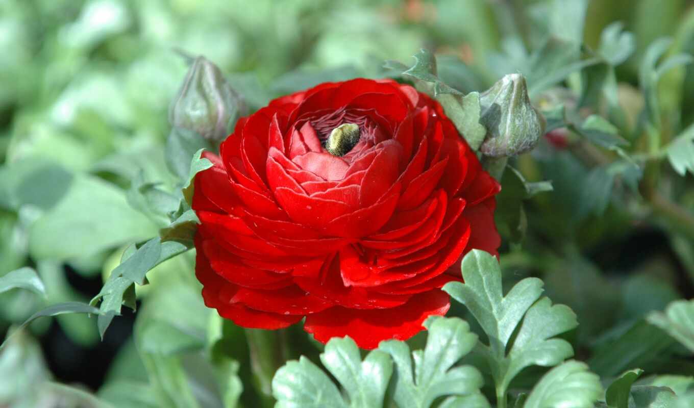 rose, Red, winter, catalog, cvety, chrysanthemum, pp, chrysanthemums, kitchens, latoro