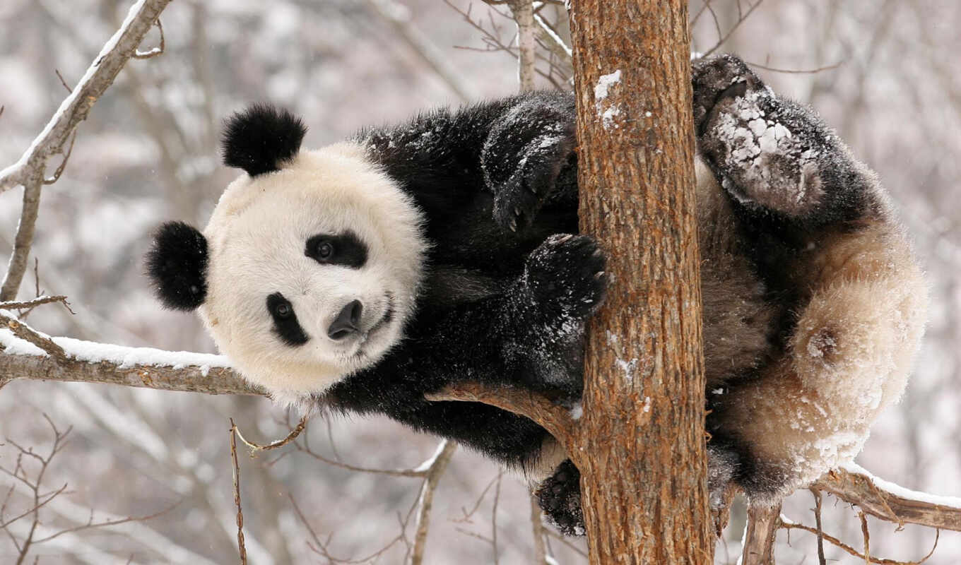 снег, winter, сидит, long, панда, панды, медведь, бамбук
