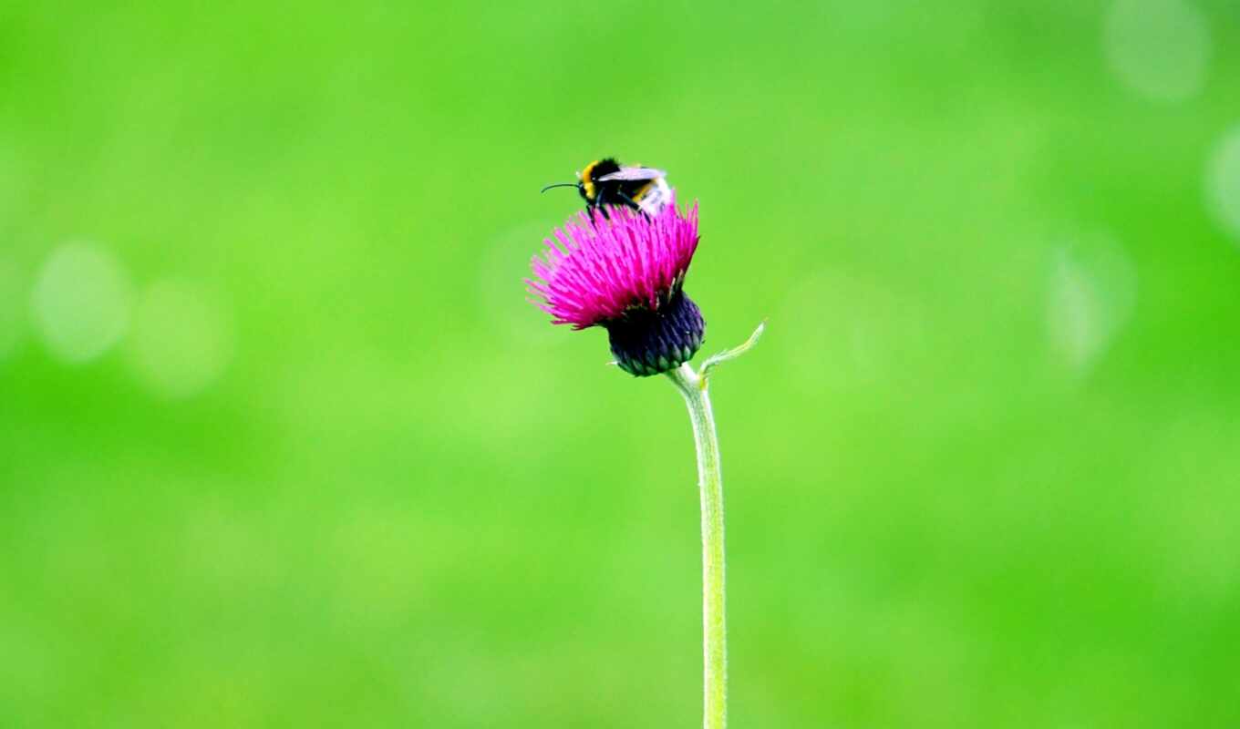цветок пчела макро без смс
