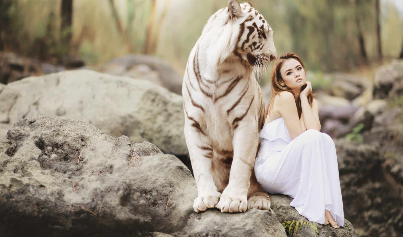 desktop, iphone, love, white, photo sessions, tiger, яndex, tigers, collections