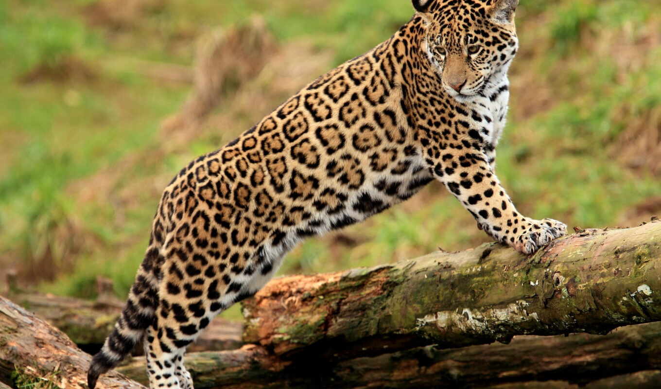 природа, взгляд, кот, леопард, гепард, jaguar, семья, лапа, spot