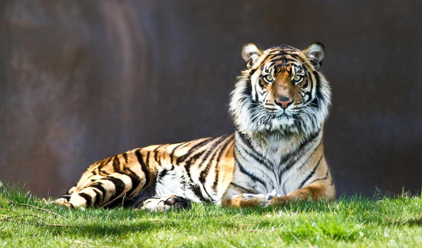 тигр, задумчивый, гордый, animal, shirokoformatnyi, diamond, кот