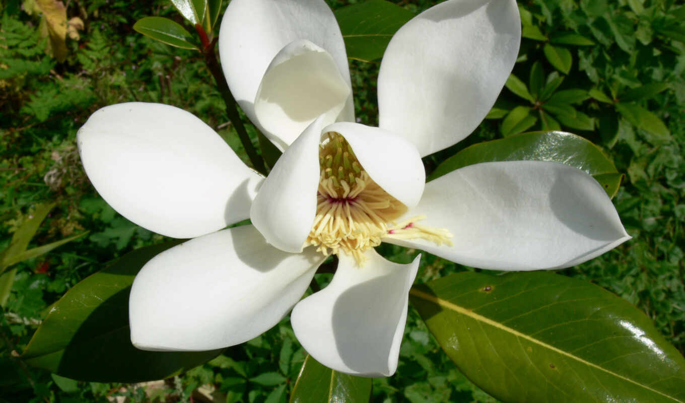 flowers, mobile, to do, cool, green, lily, device, leaf, magnolia, you, magnolien