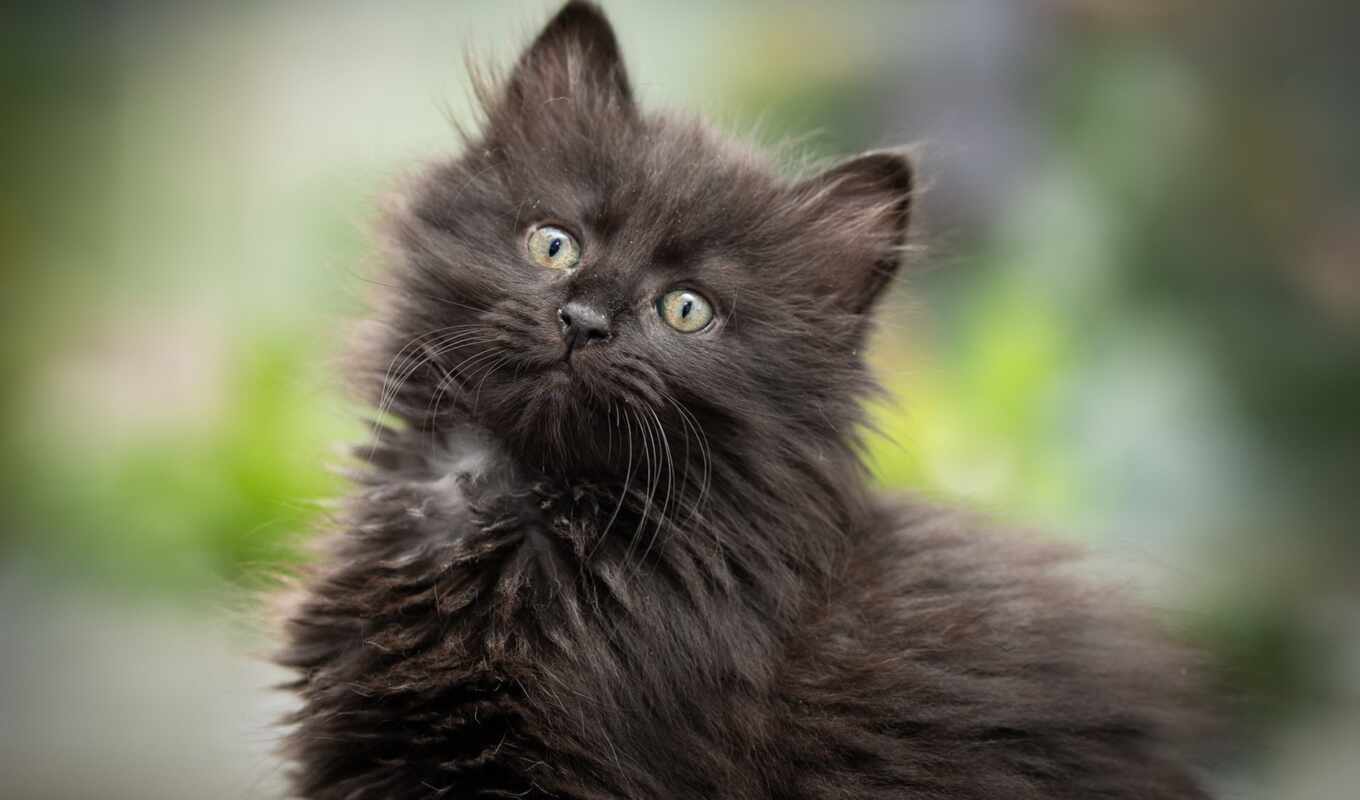 black, кот, смотреть, котенок, kitty, пушистый, id