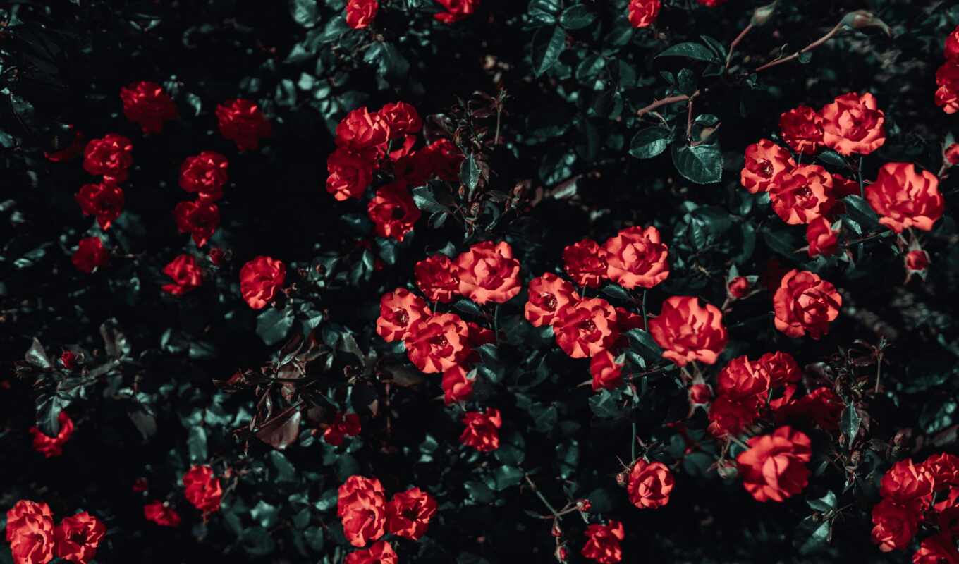 цветы, роза, red, garden, bush