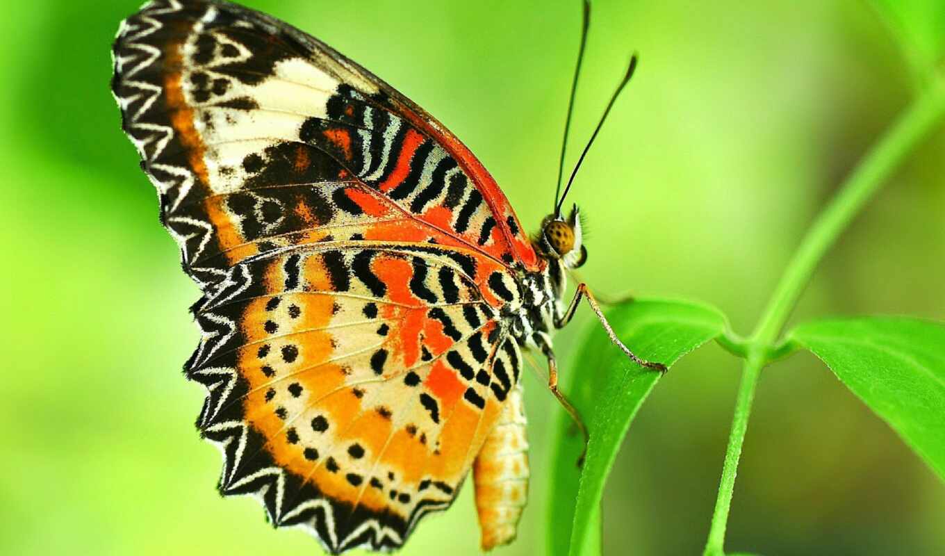 pattern, butterfly, wing