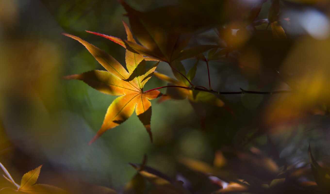 maple, leaf, sunshine