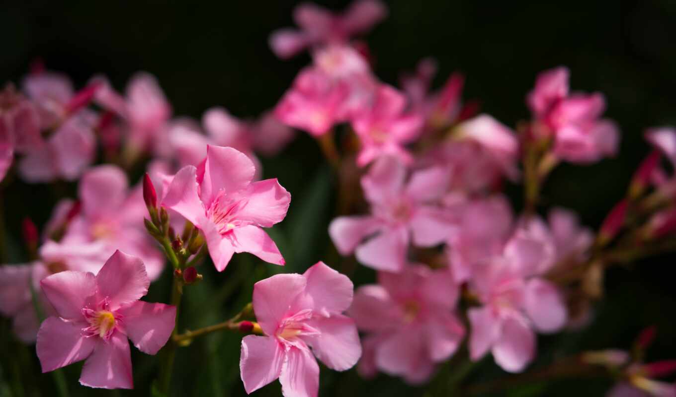 цветы, розовый, besplatnooboi