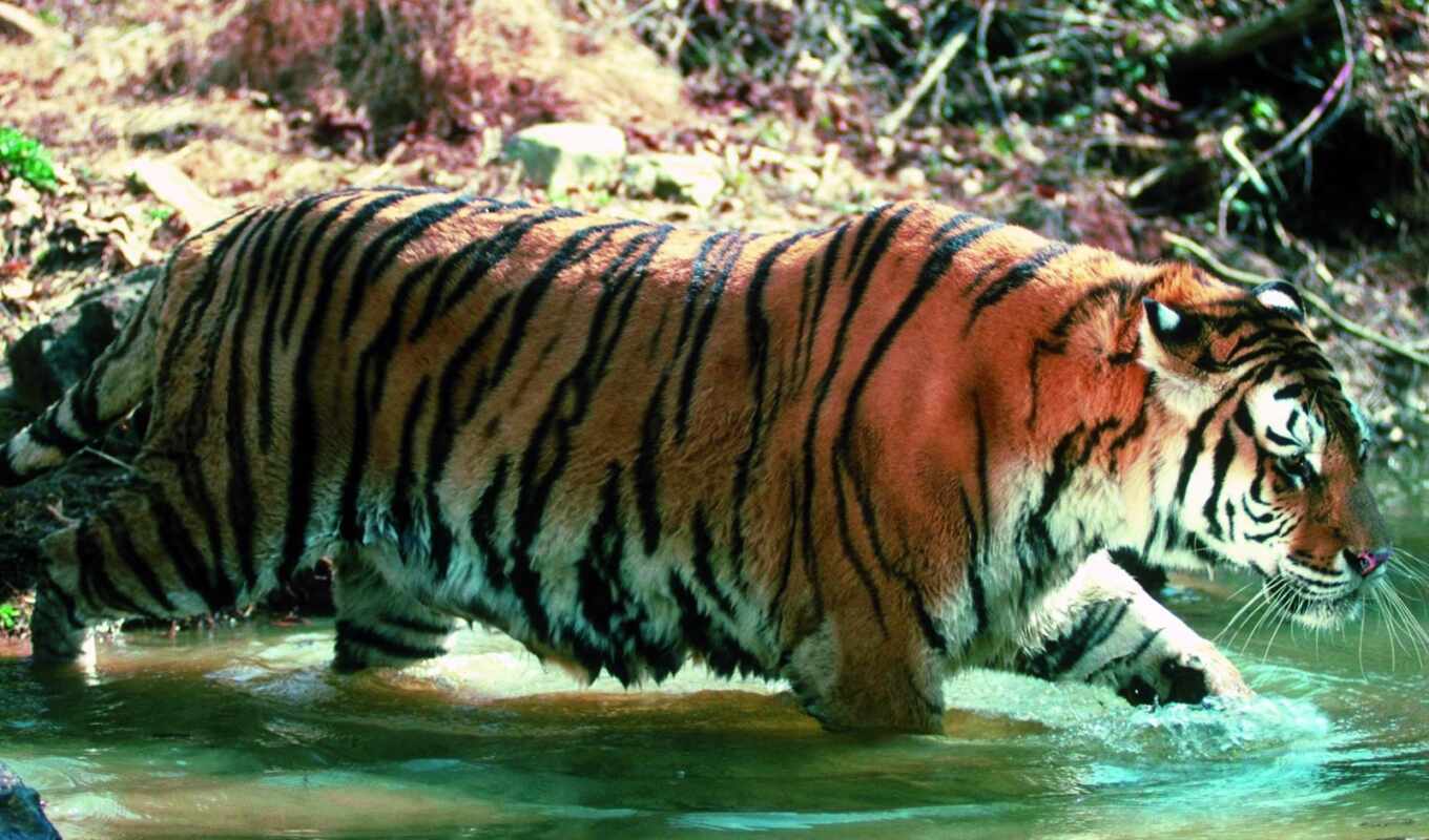 water, walk, tiger
