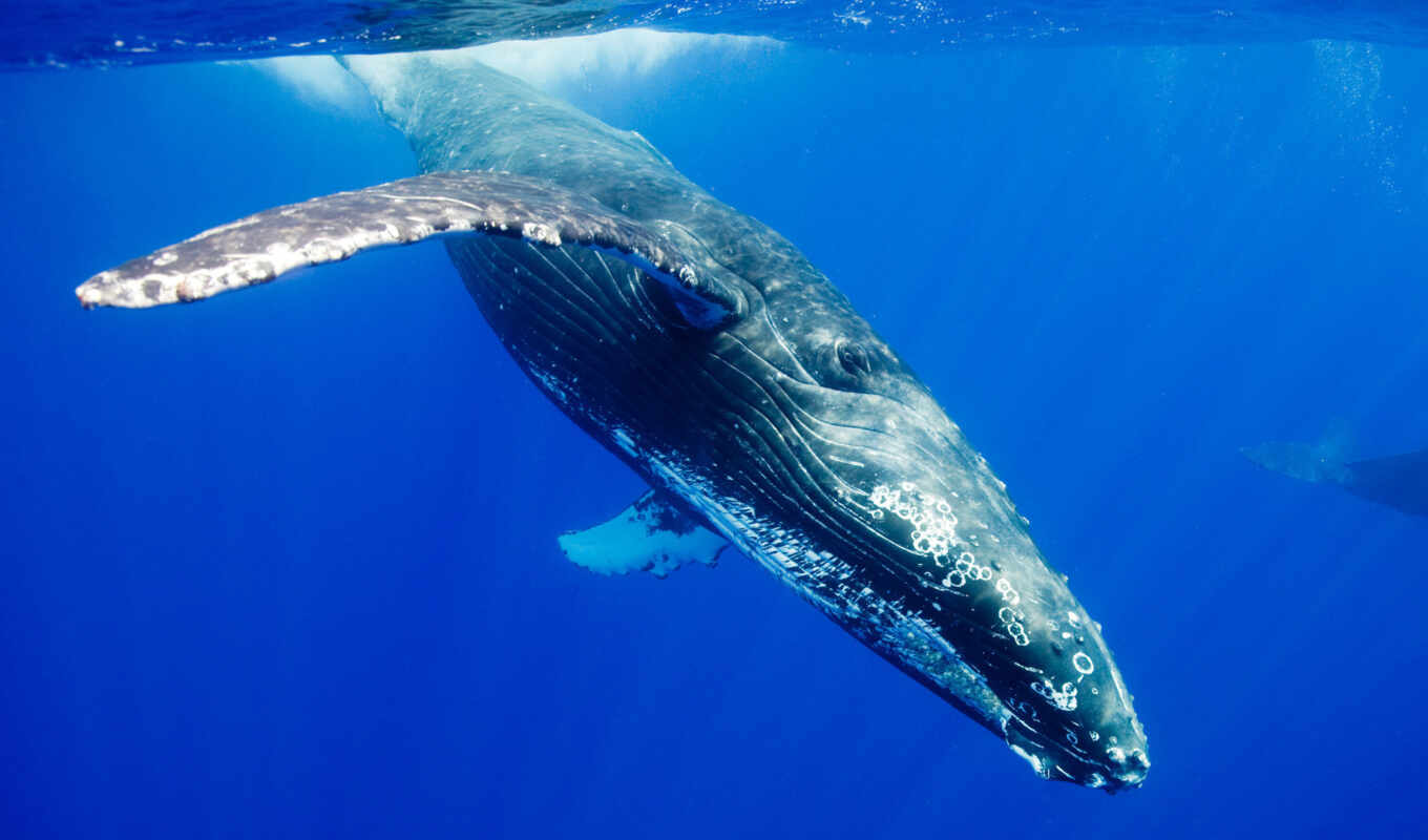 blue, картинку, image, животные, океан, whale, humpback, ныряние