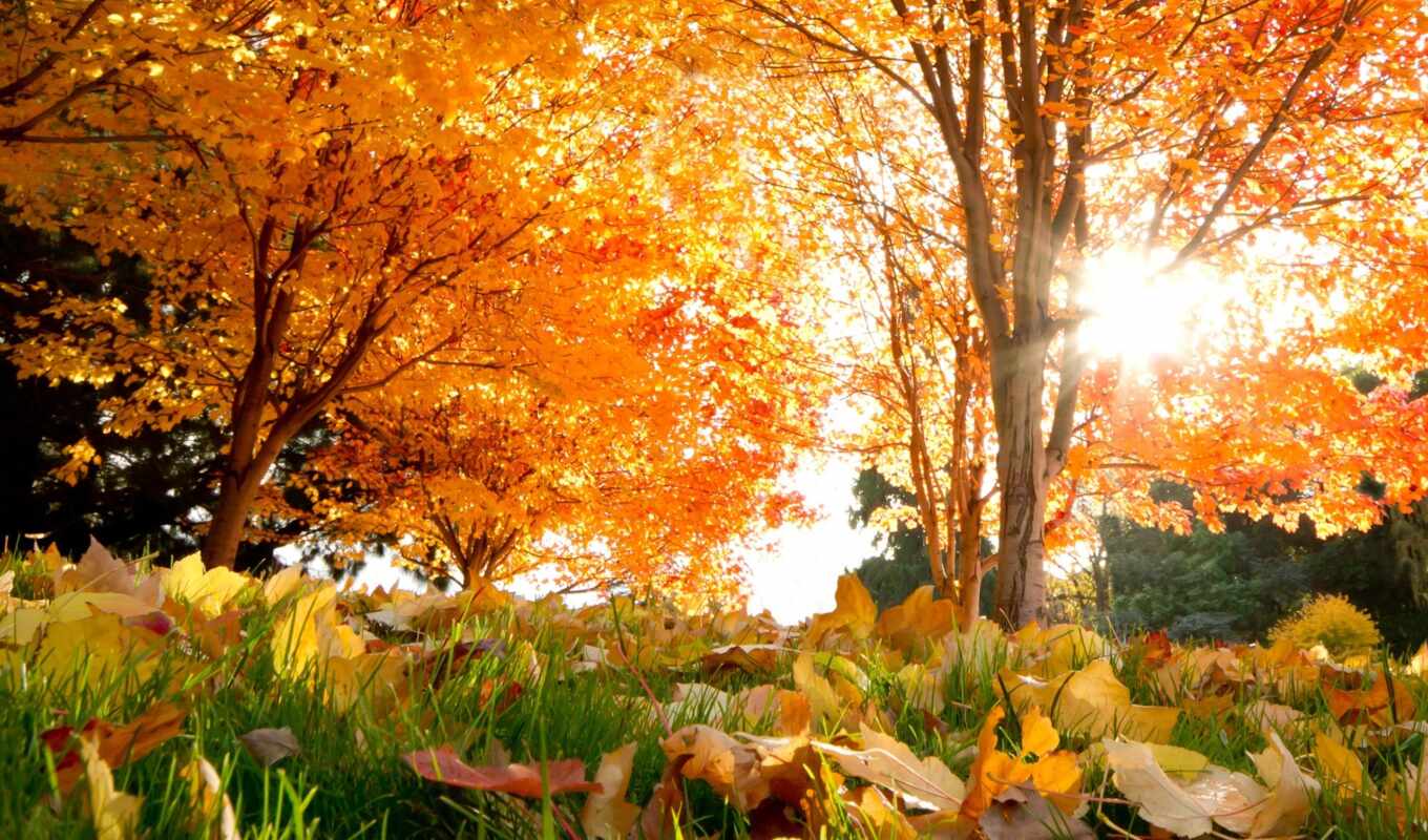 природа, осень, золотая, trees, парке