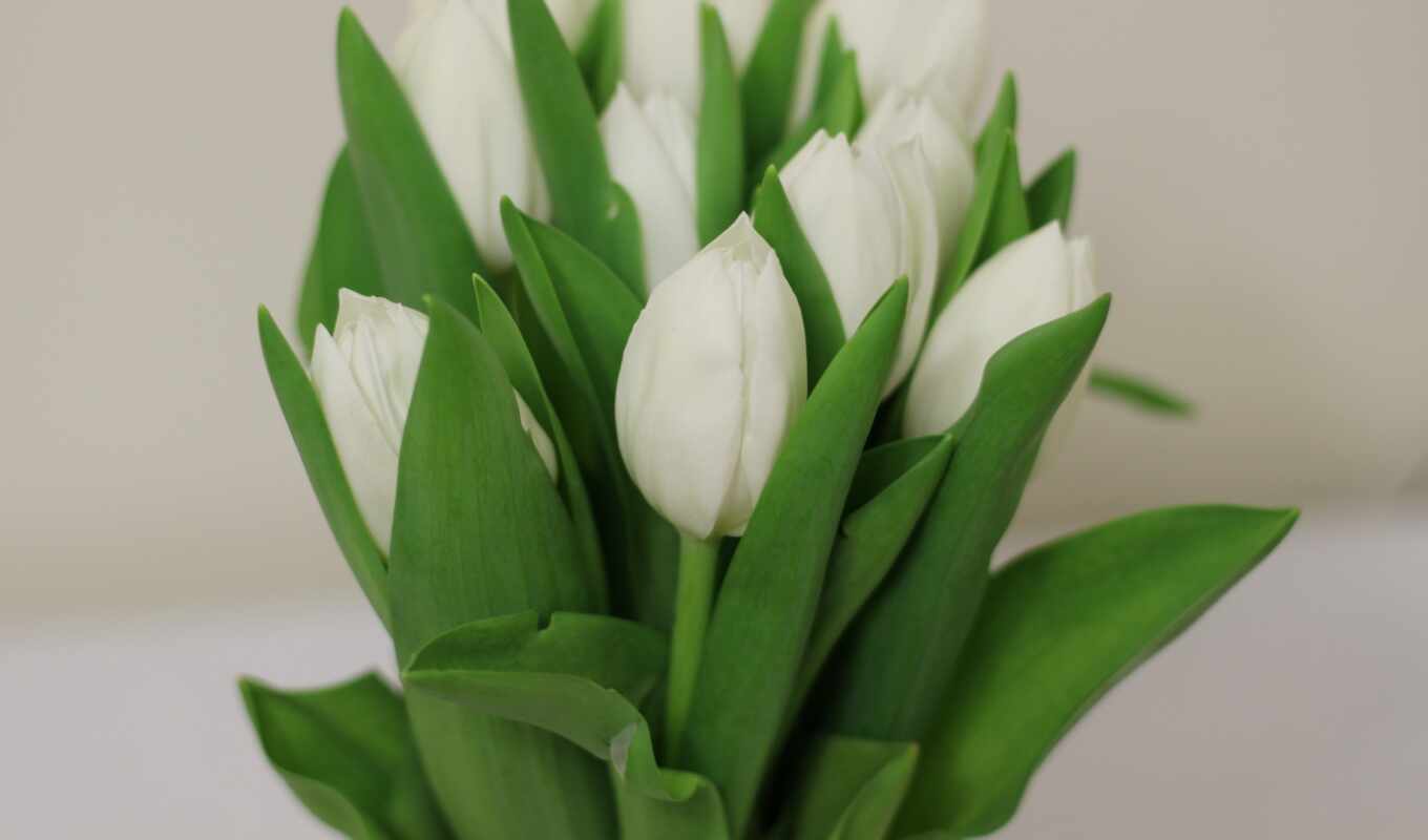 ipad, air, mini, years, tulips, bouquet, cvety