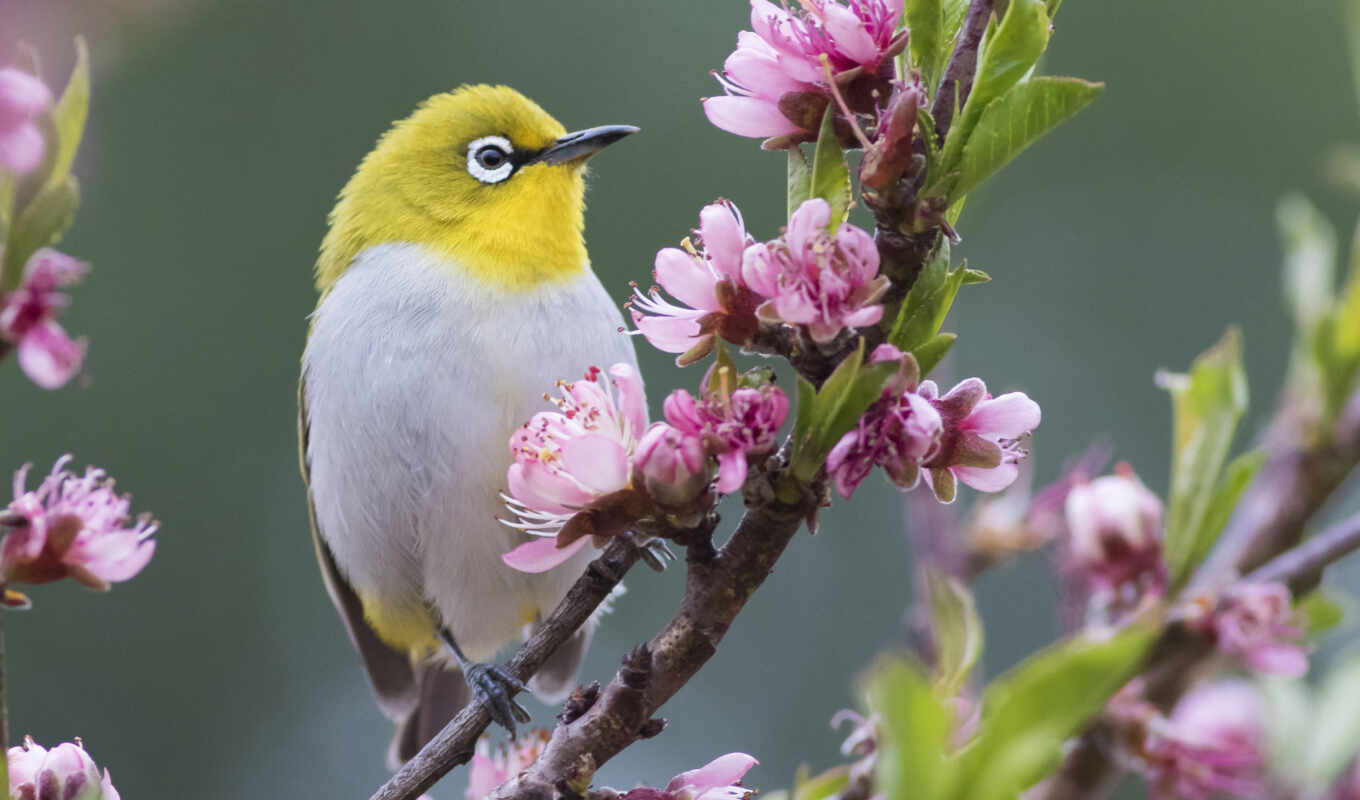 природа, цветы, white, глаз, птица, branch, весна, белоглазка