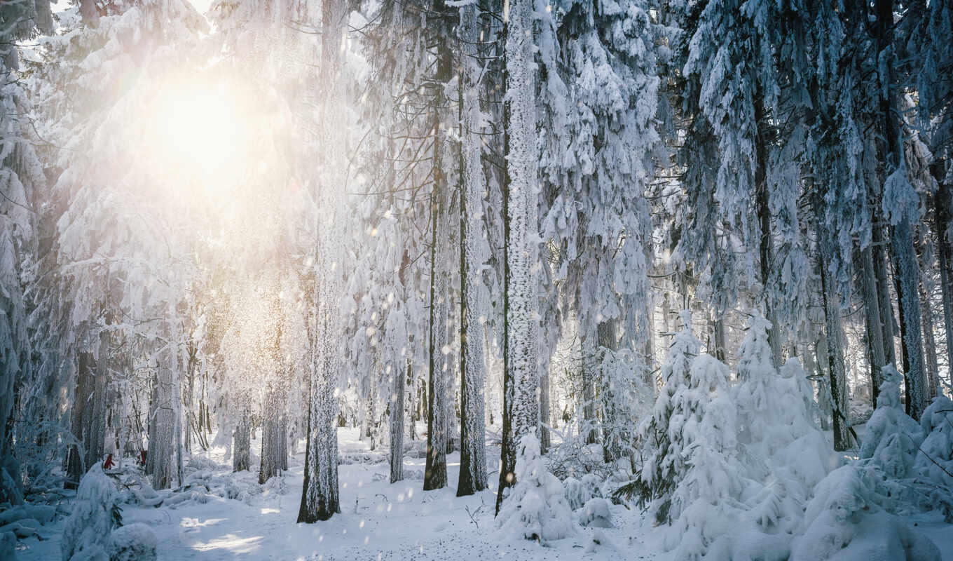 winter, лес, утро