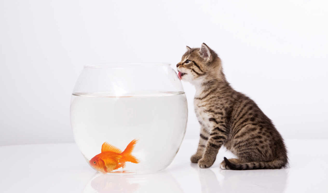 photo, cat, fish, aquarium, goldfish, royalty