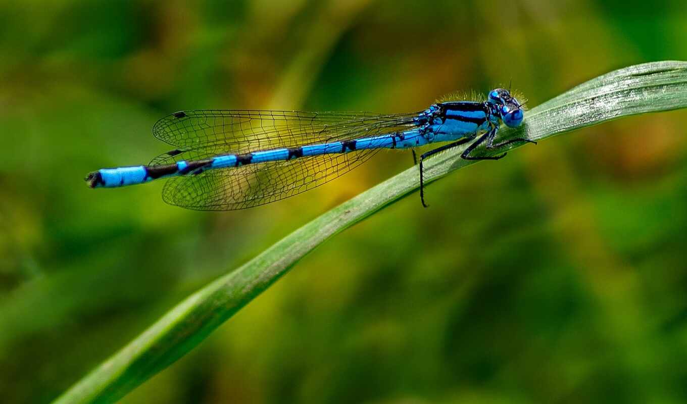 grass, sits, dragonfly, insect, leaf