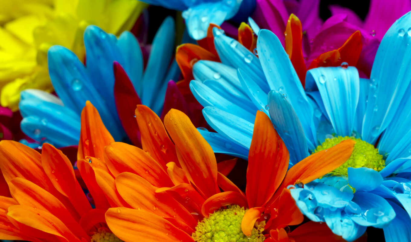 flowers, water, drops, colorful, bright, orange