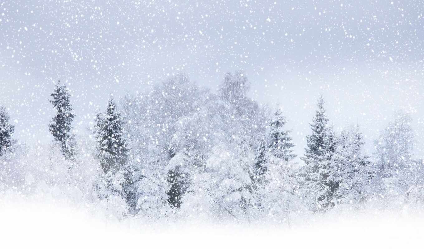 буря, снег, winter, лес, красавица, trees, часов