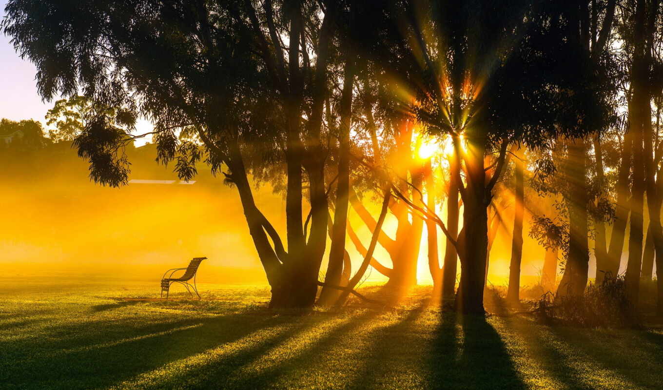 nature, light, evening, landscape, morning, trees, rays, year