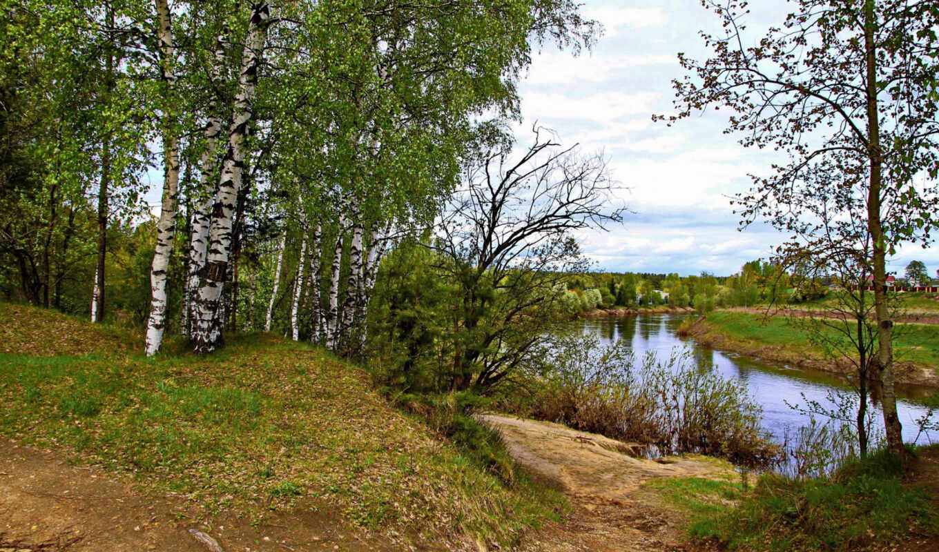 nature, russian, trees, birches, the river, Yaroslavl, white, cotoros