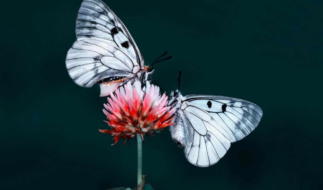 desktop, high, flowers, butterfly, quality, flowers, insect, two, butterflies