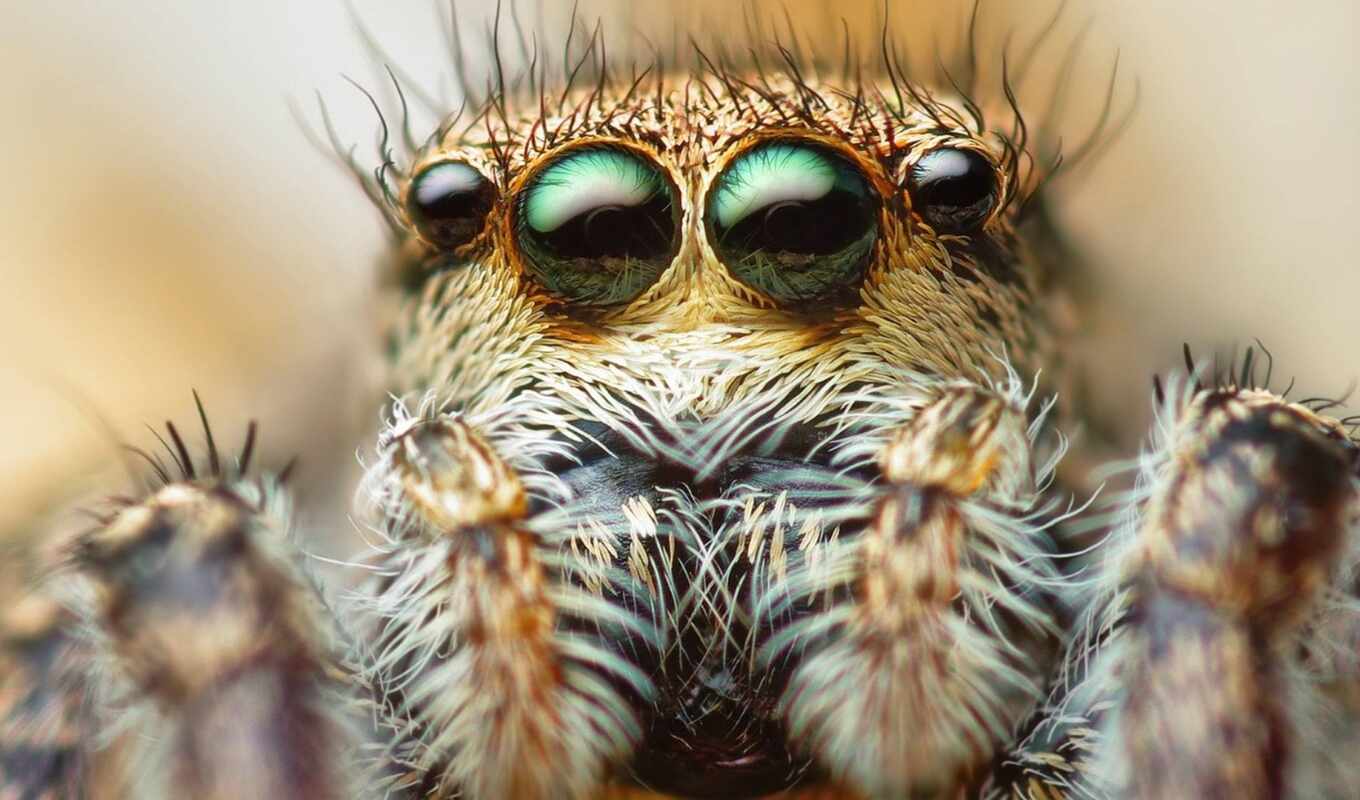 eye, spider, funart