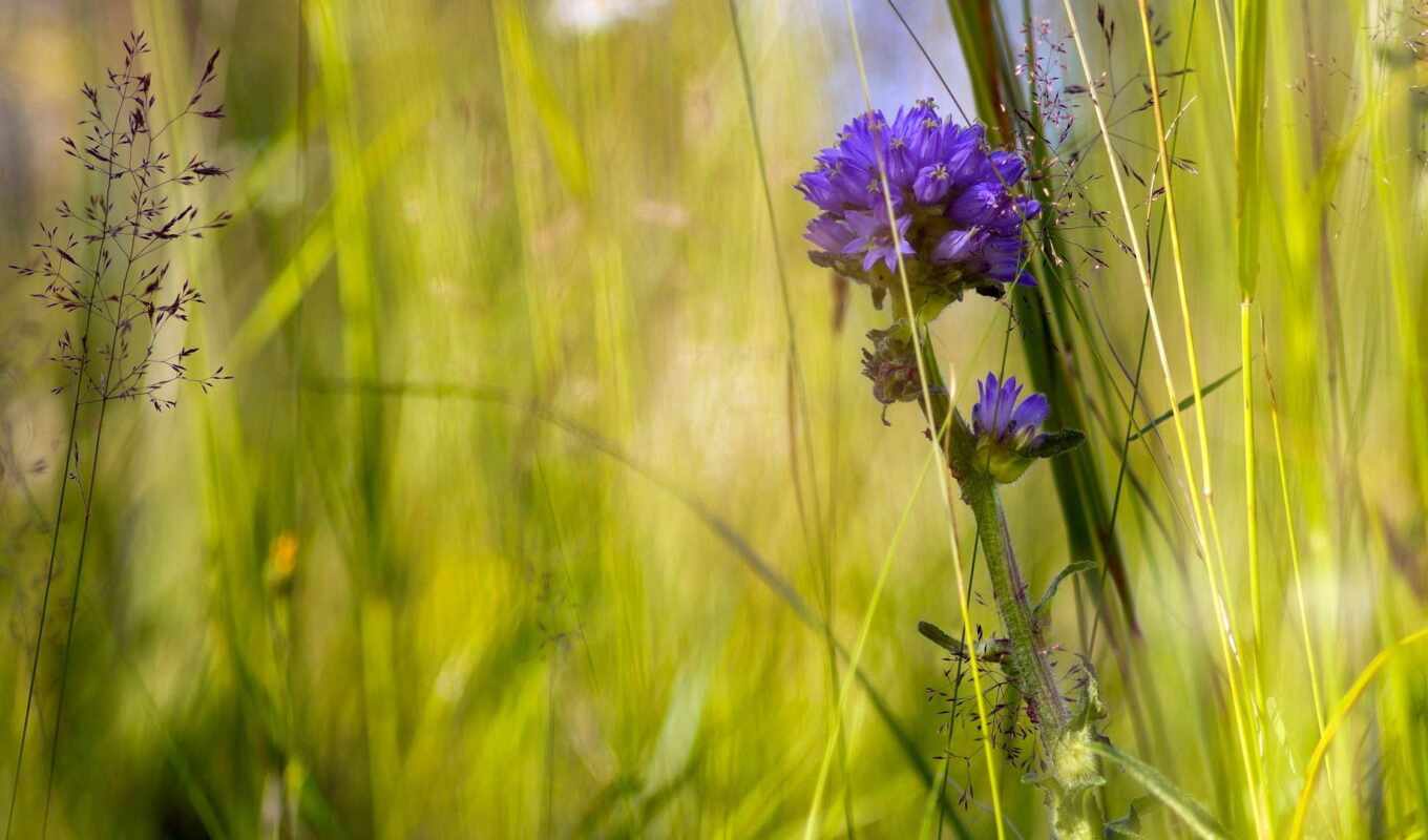 nature, flowers, grass, field, see, plant, sunny, meadow, greenery, lugovoi