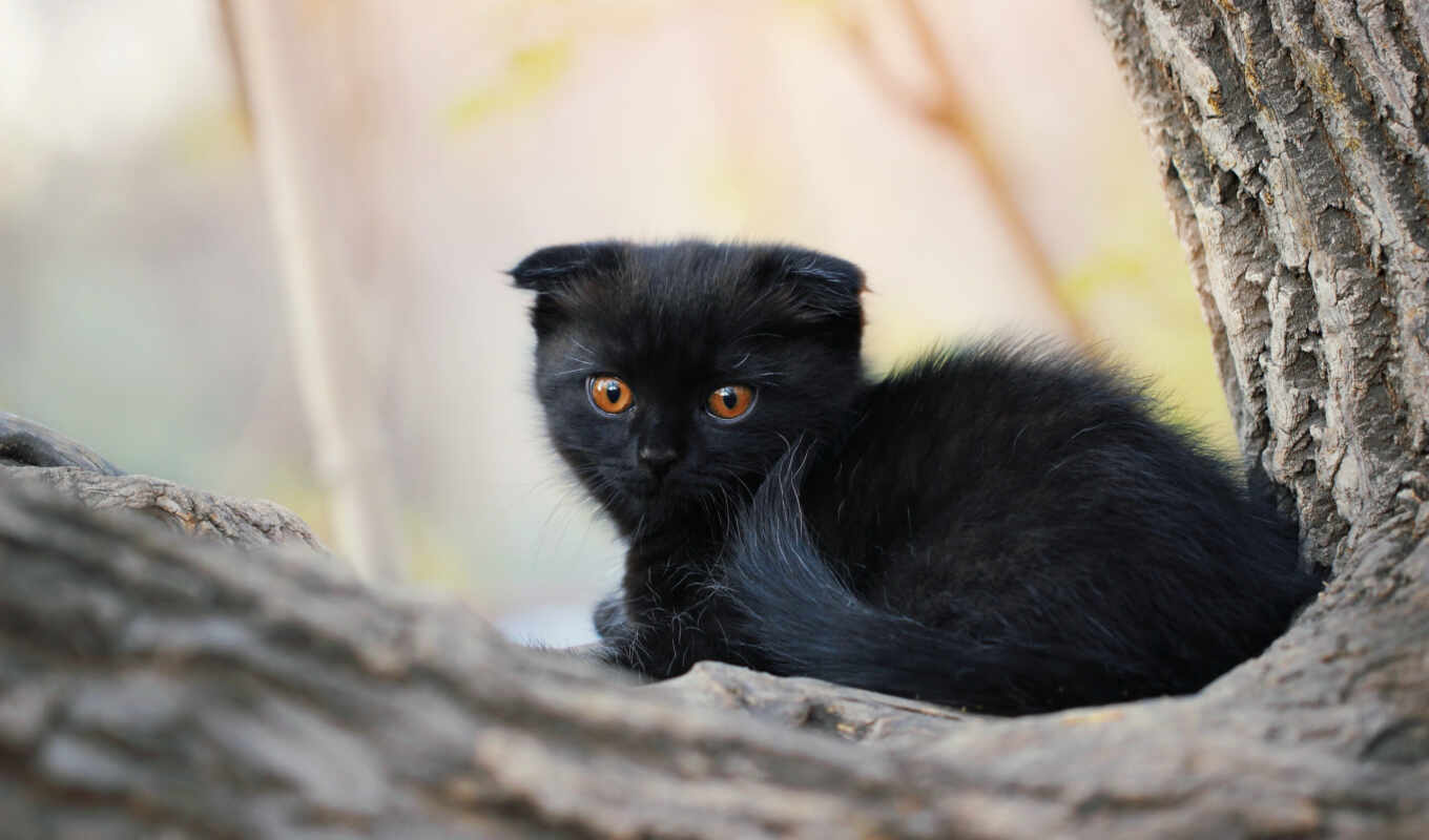 black, глаз, кот, котенок, оранжевый
