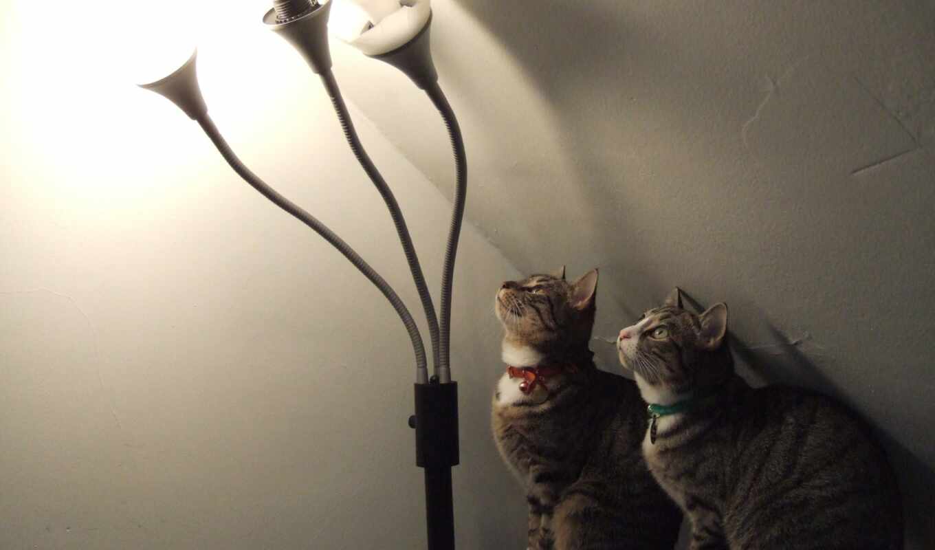 cats, multicolored, lamps, light, burning, chandeliers, collars