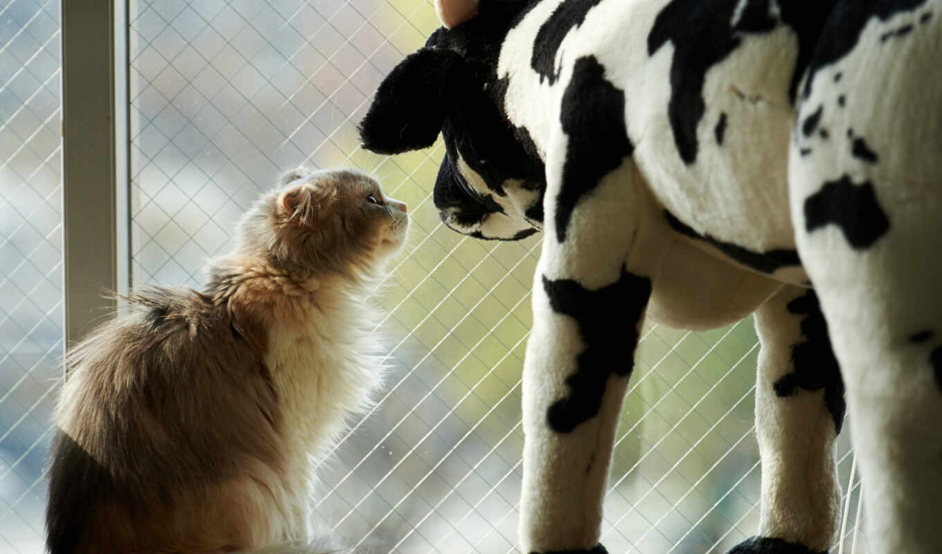 картинка, окно, кот, cow, toy