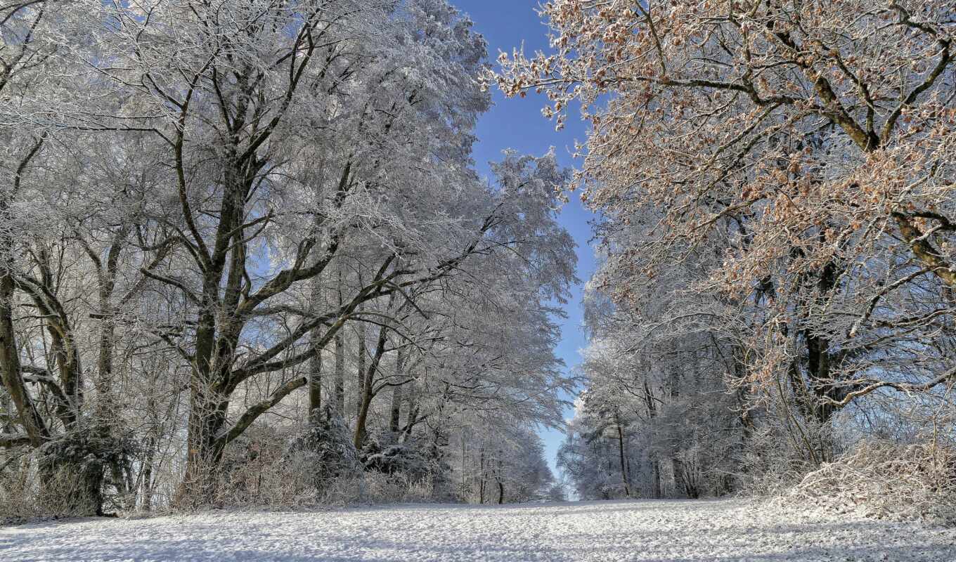 nature, frost, winter, road, Switzerland, expensive, grove, canton, vaud