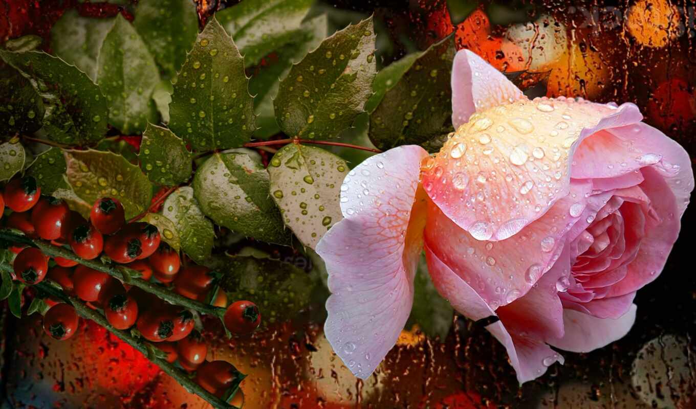 rose, light, definition, small, drizzle, cabschau