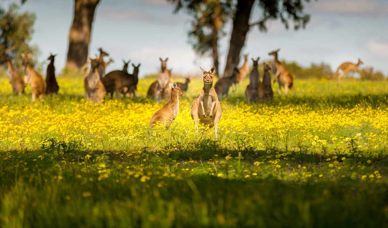 цветы, summer, австралия, kangaroo
