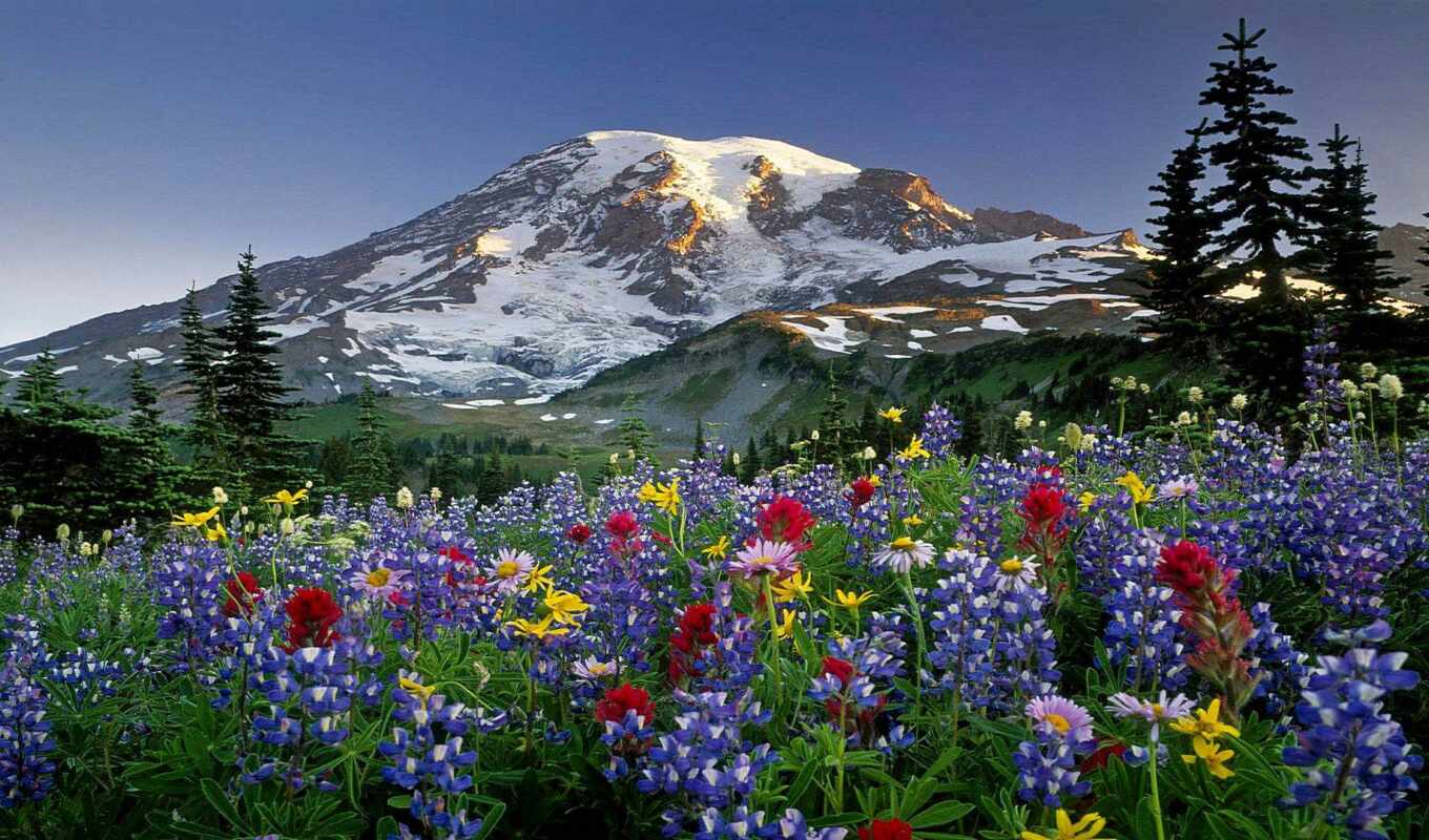 природа, цветы, гора, миро