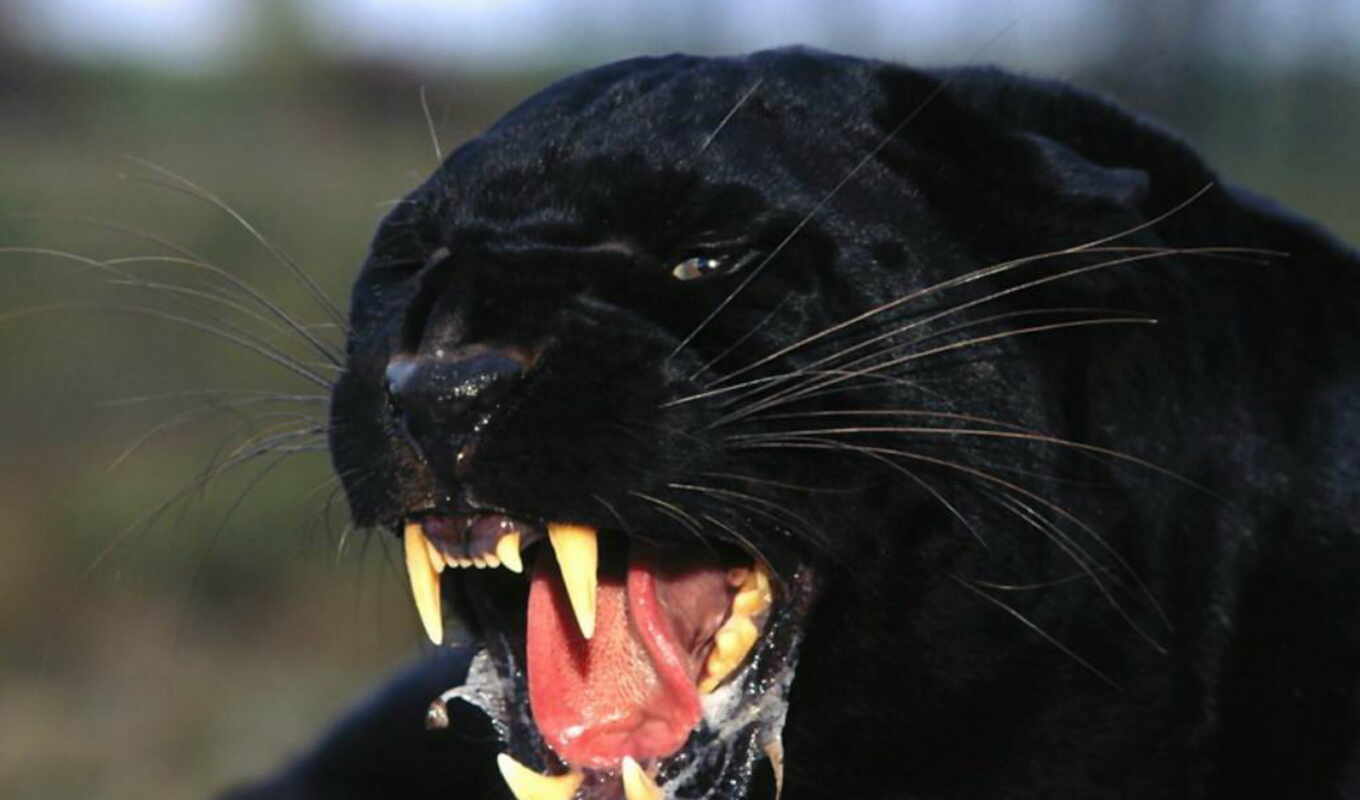black, cat, big, animal, panther