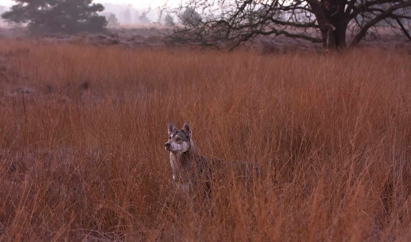 собака, animal