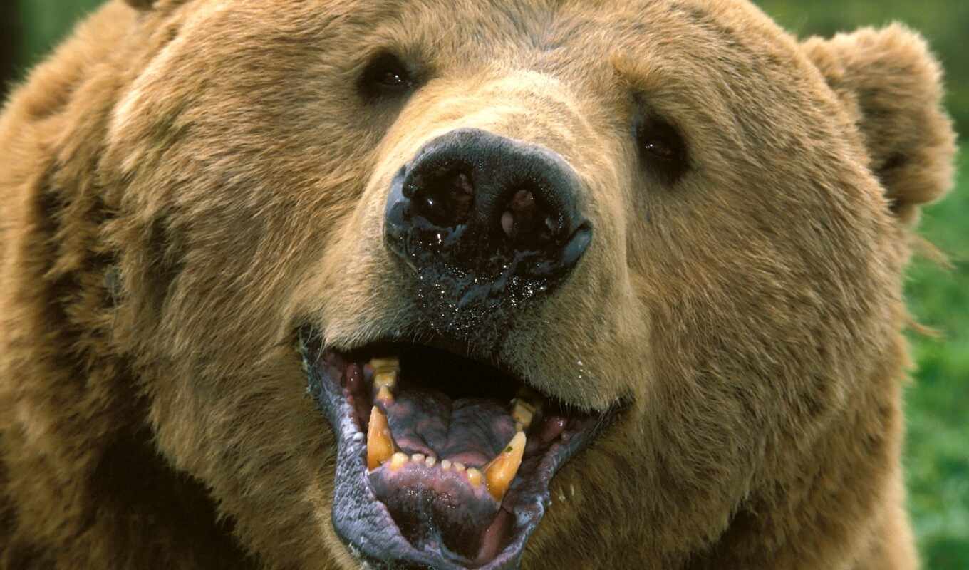 brown, bear, beast, bear, ♪