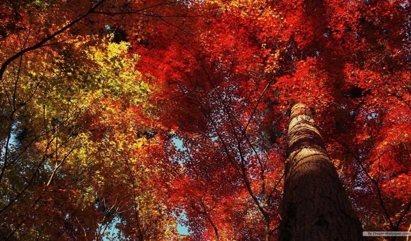 природа, дерево, листья, осень, photography, пасть, trees, leaf