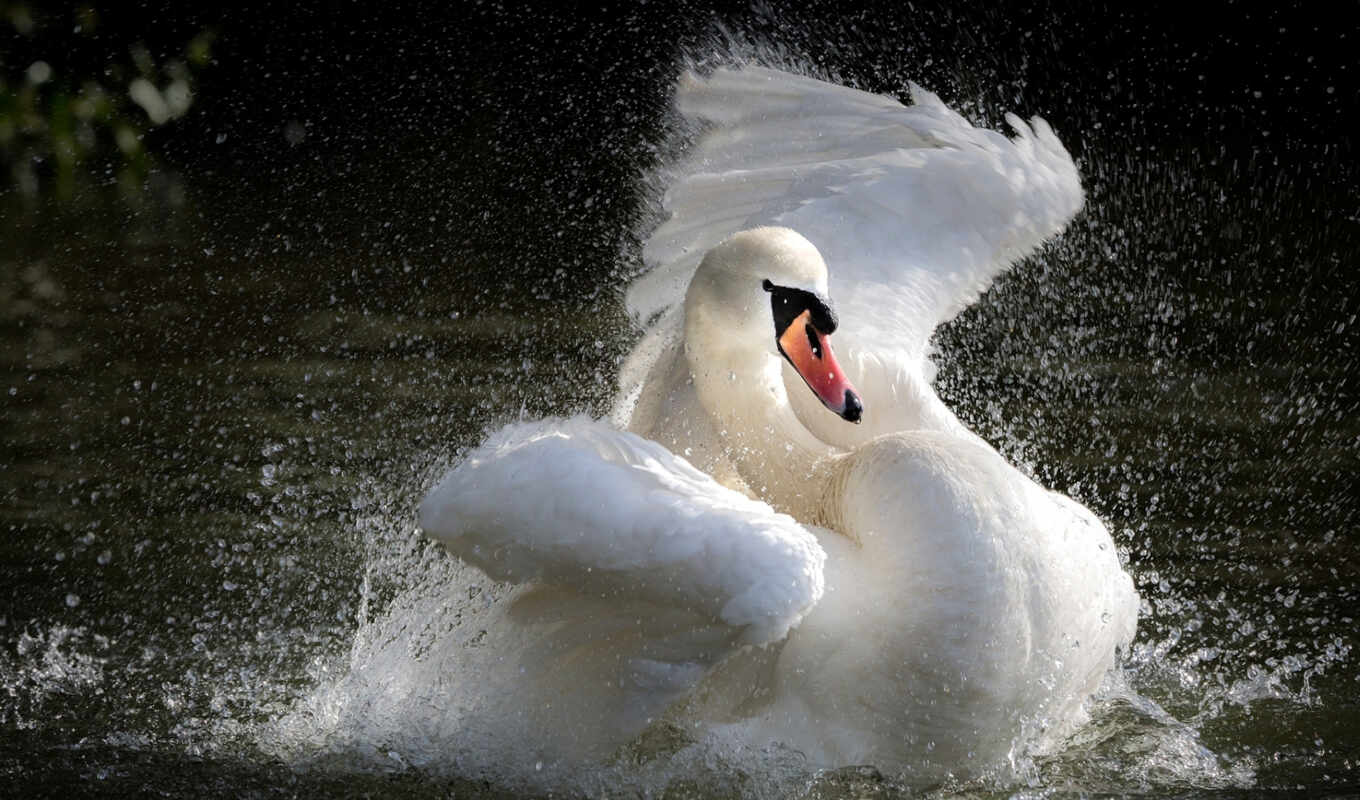 lake, white, water, bird, birds, animals, animal, swan