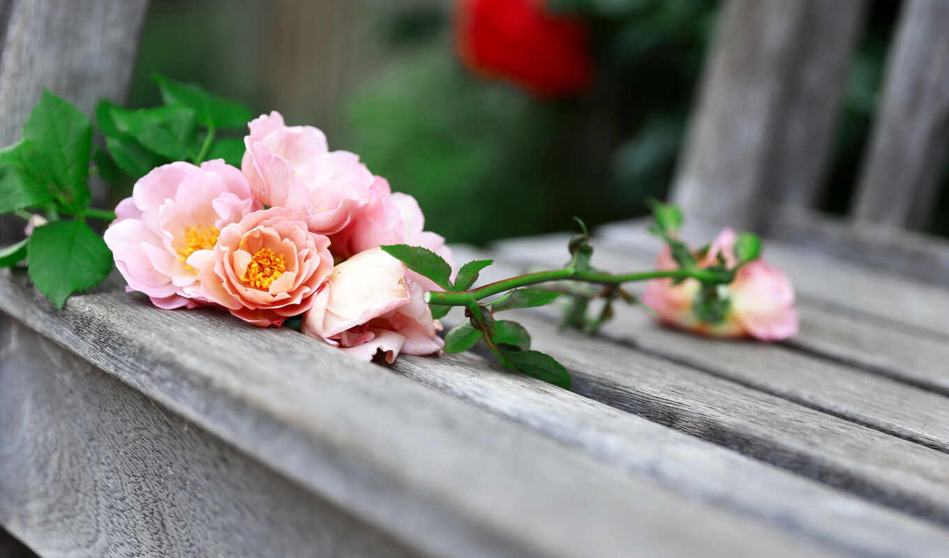 природа, love, розы, flowers, розовые, cvety, скамейка, дневник