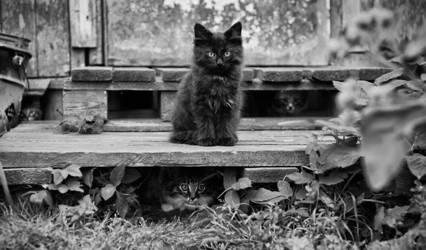 black, background, kittens, negro, white, cat, gatitos, herb, image, gatos
