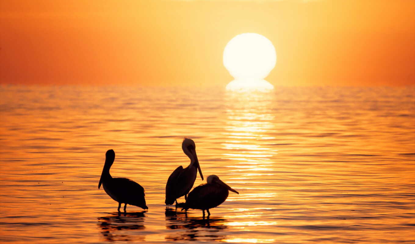 nature, photo, desktop, sunset, sea, three, animal, birds